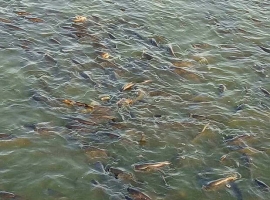 鱼一天到晚浮头，使用增氧机或者增氧药物无效是什么原因？ ...