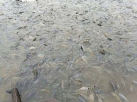 罗非鱼殖场的建设要点