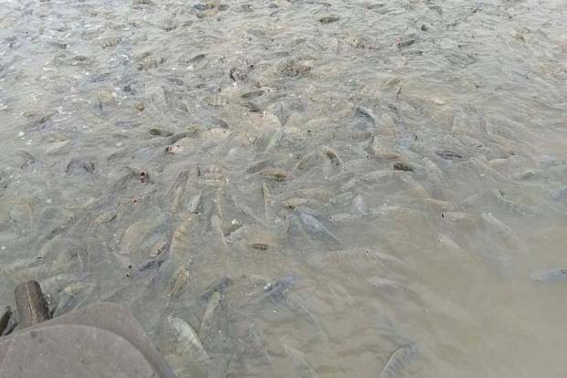 巧用烟叶防治鱼病法