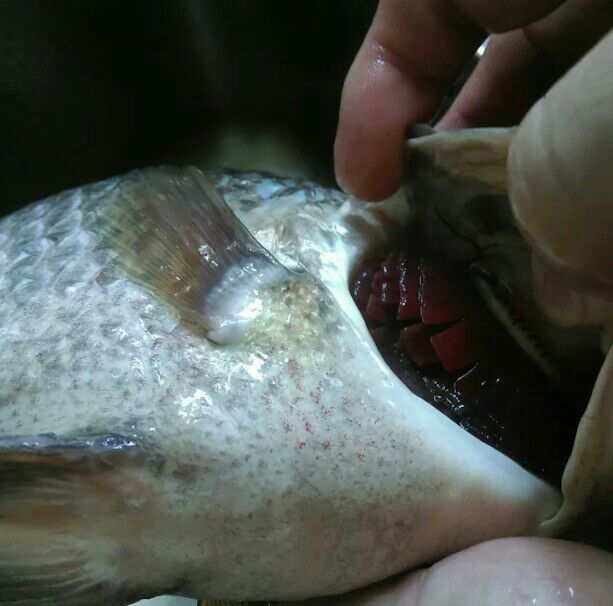 罗非鱼细菌性烂鳃病的防治方法