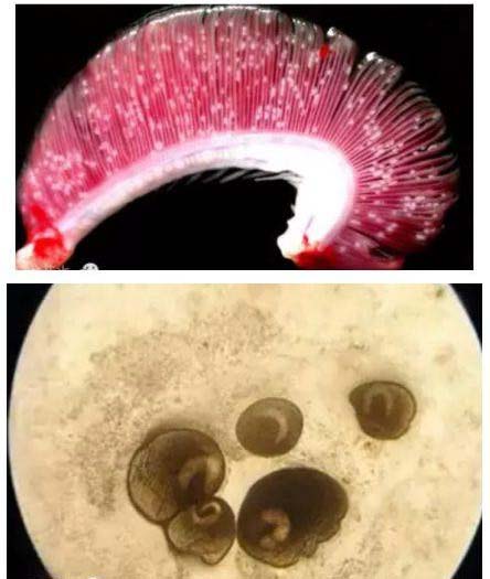 罗非鱼指环虫病的防治方法