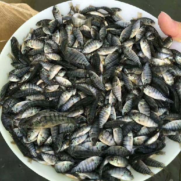罗非鱼的繁殖特性