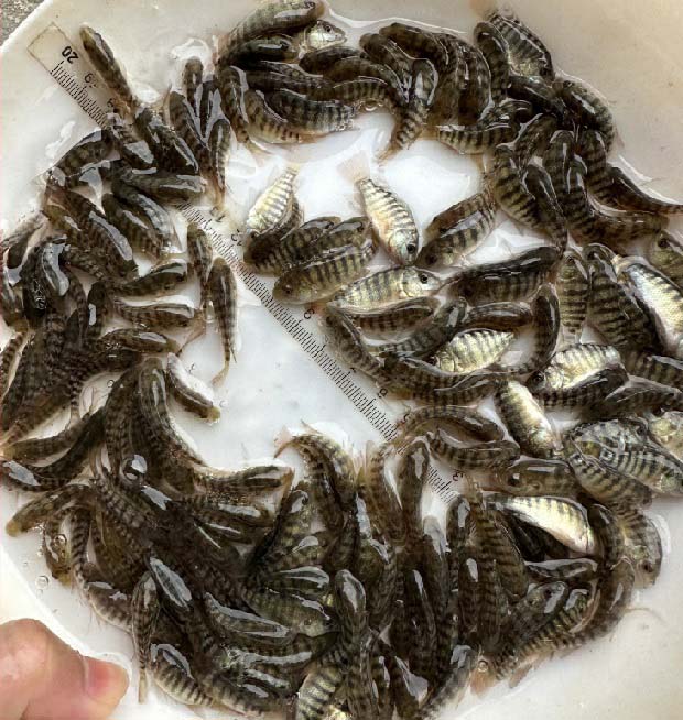 罗非鱼幼鱼对饵料的要求