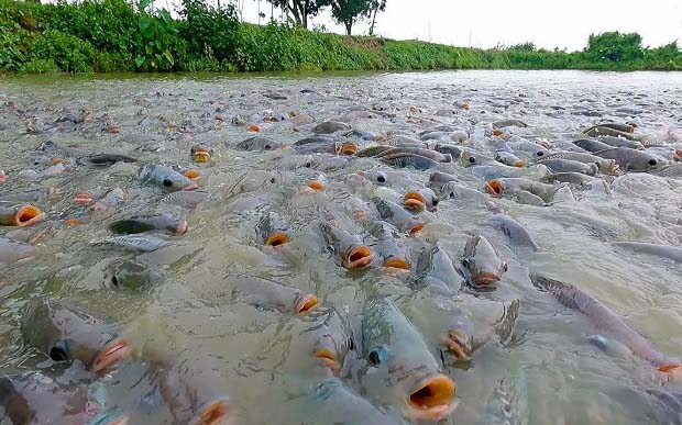 脆肉罗非鱼网箱养殖要点