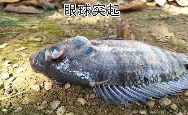 罗非鱼链球菌病症状和防治方法