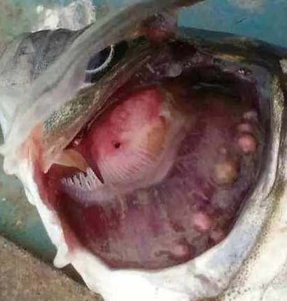 罗非鱼黏孢子虫病怎么治疗？