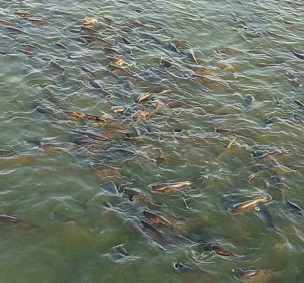 预防鱼浮头的措施