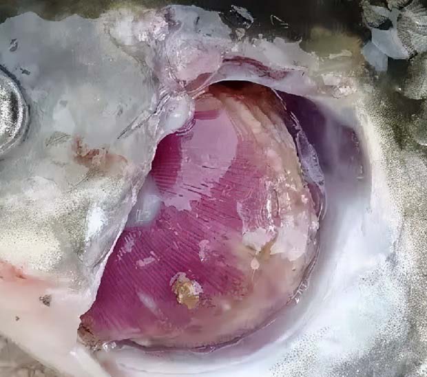 罗非鱼斜管虫用什么药治？