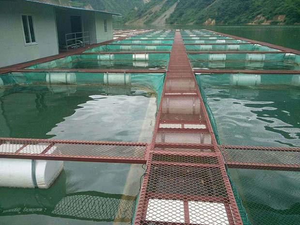 养鱼使用鱼虫清2号方法