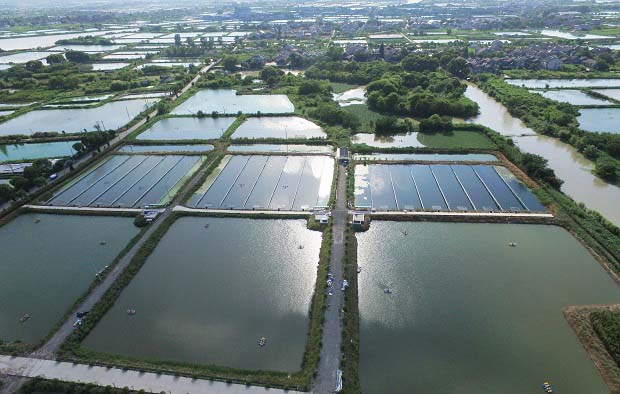 草鱼鱼种池塘培育法